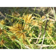 cyperus polystachyus rottb.