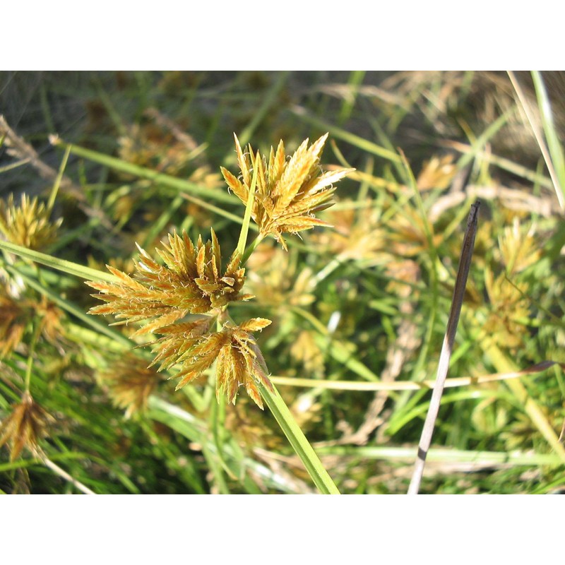 cyperus polystachyus rottb.