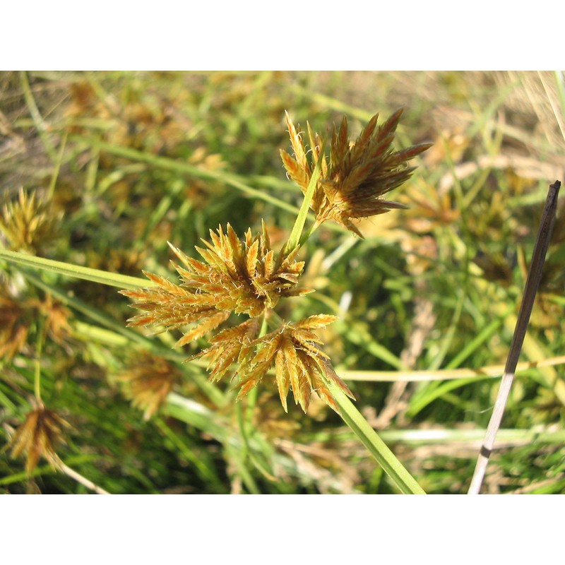 cyperus polystachyus rottb.