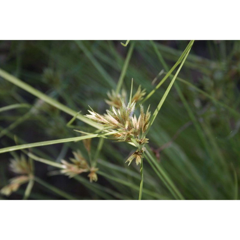 cyperus polystachyus rottb.