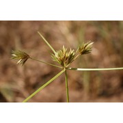 cyperus polystachyus rottb.