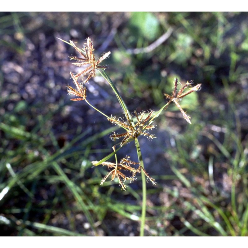 cyperus rotundus l.