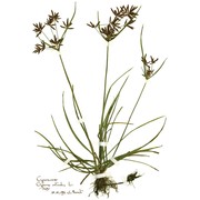 cyperus rotundus l.