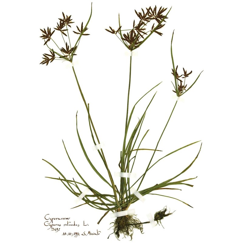 cyperus rotundus l.