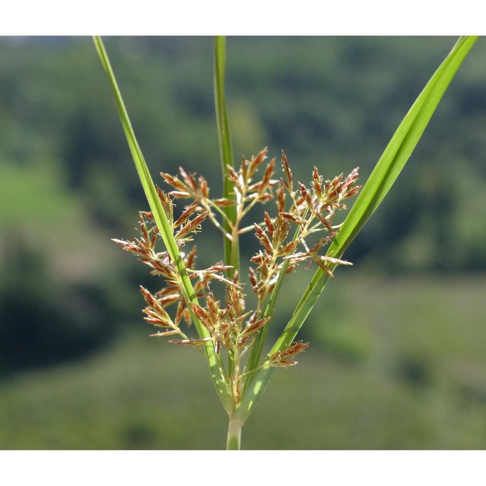 cyperus rotundus l.