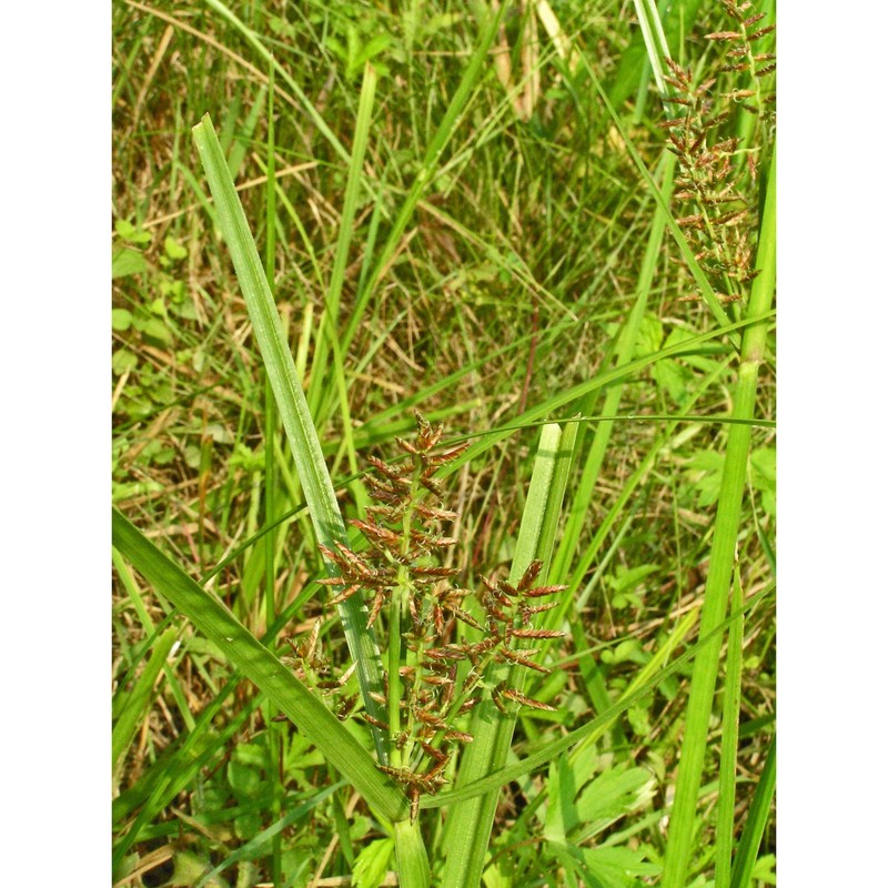 cyperus serotinus rottb.