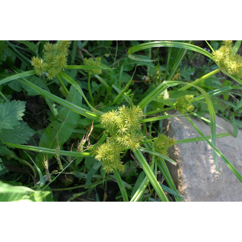 cyperus strigosus l.