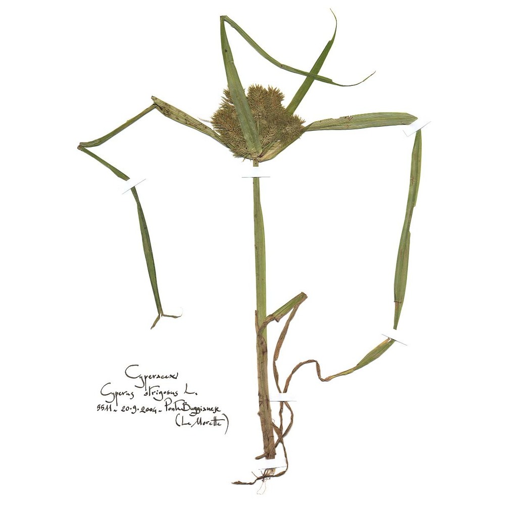 cyperus strigosus l.