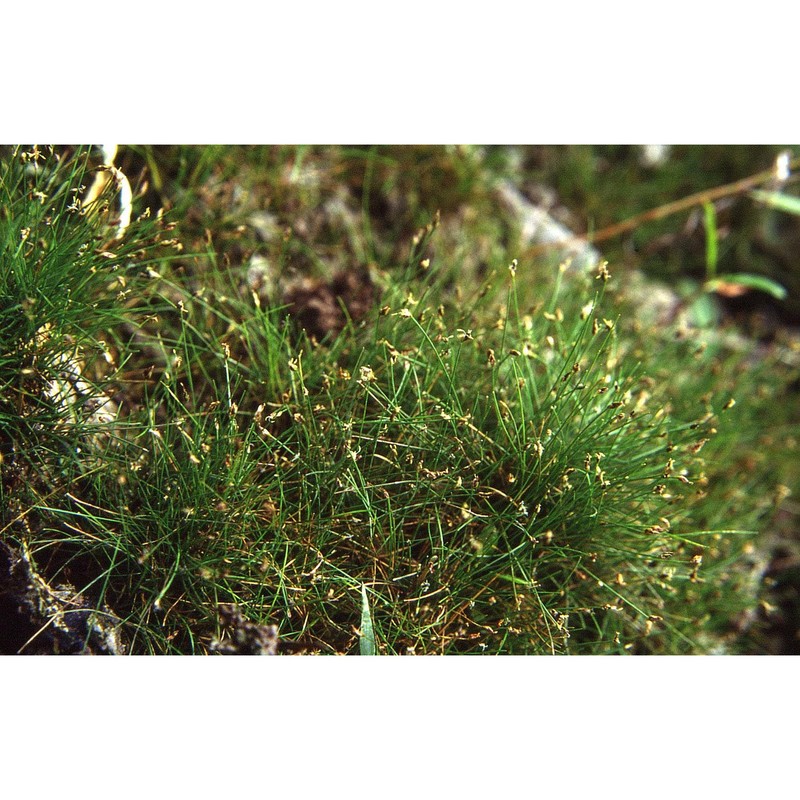 eleocharis acicularis (l.) roem. et schult.