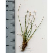 eleocharis acicularis (l.) roem. et schult.