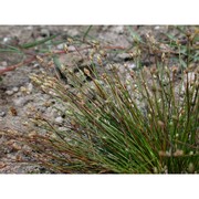 eleocharis atropurpurea (retz.) c. presl