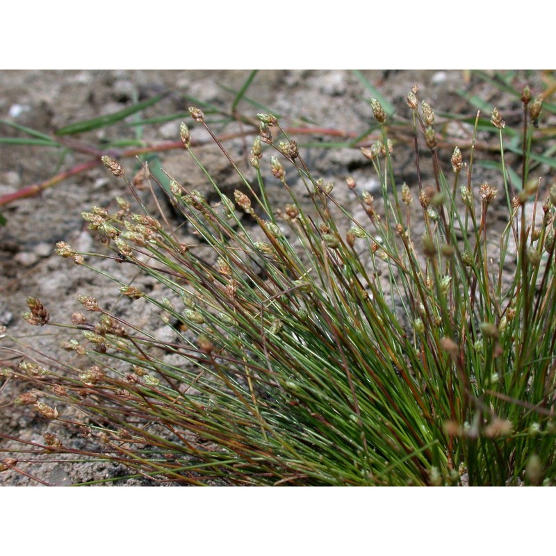eleocharis atropurpurea (retz.) c. presl