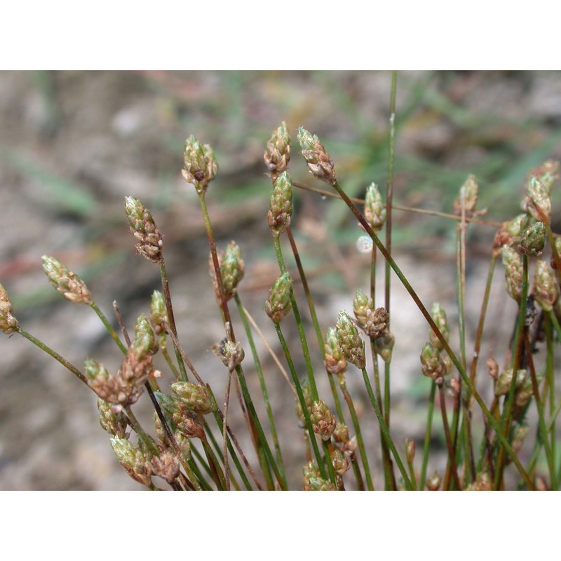 eleocharis atropurpurea (retz.) c. presl