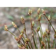 eleocharis atropurpurea (retz.) c. presl