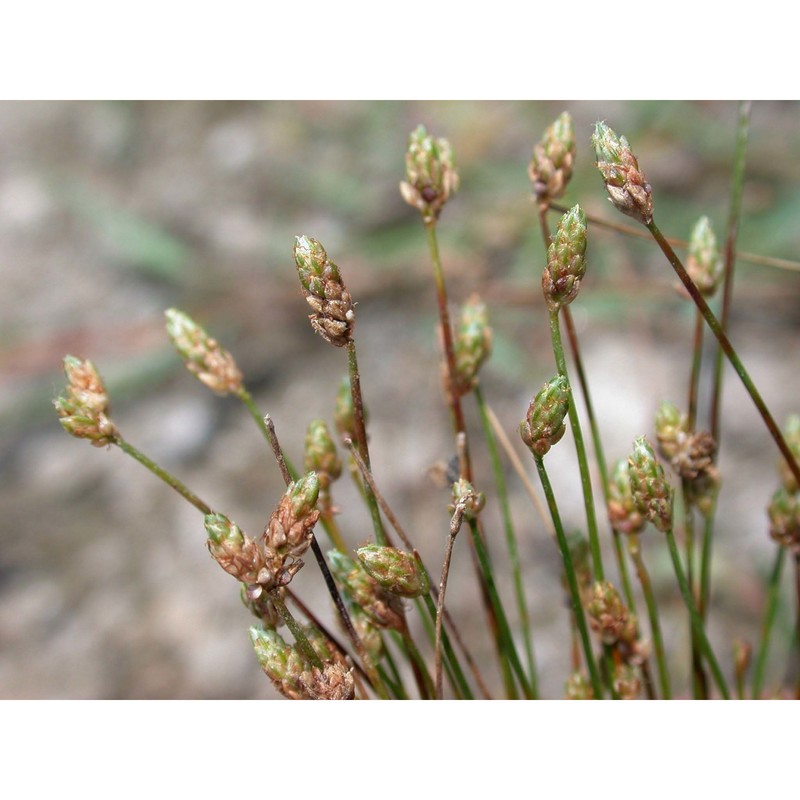 eleocharis atropurpurea (retz.) c. presl