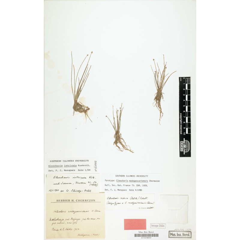 eleocharis caduca schult.