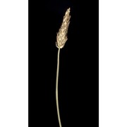 eleocharis carniolica koch