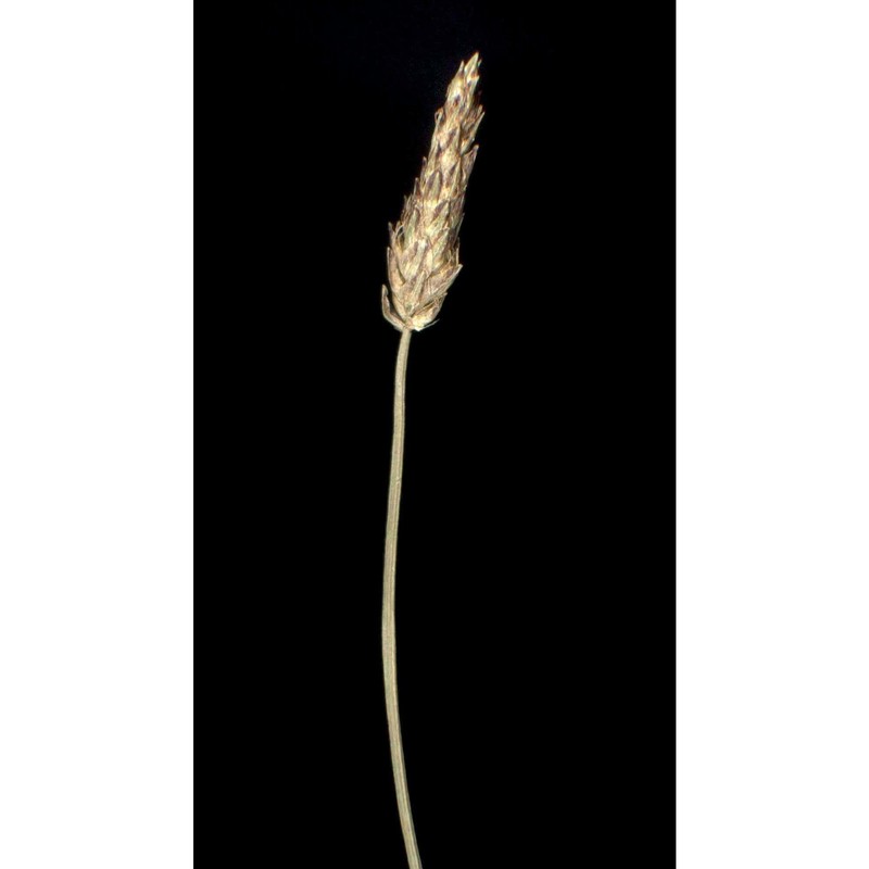 eleocharis carniolica koch