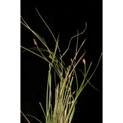 eleocharis carniolica koch