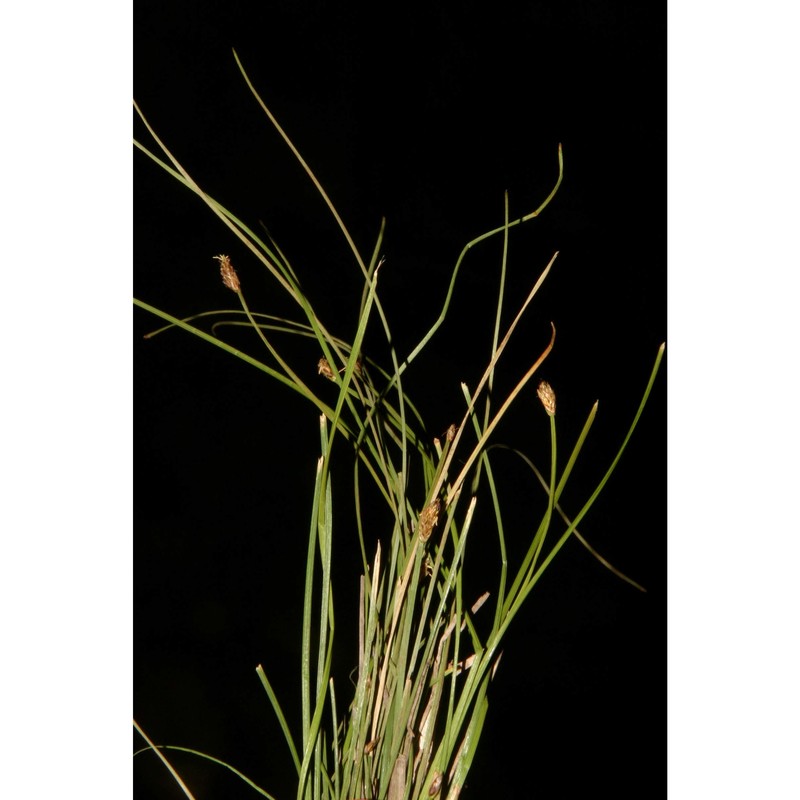 eleocharis carniolica koch