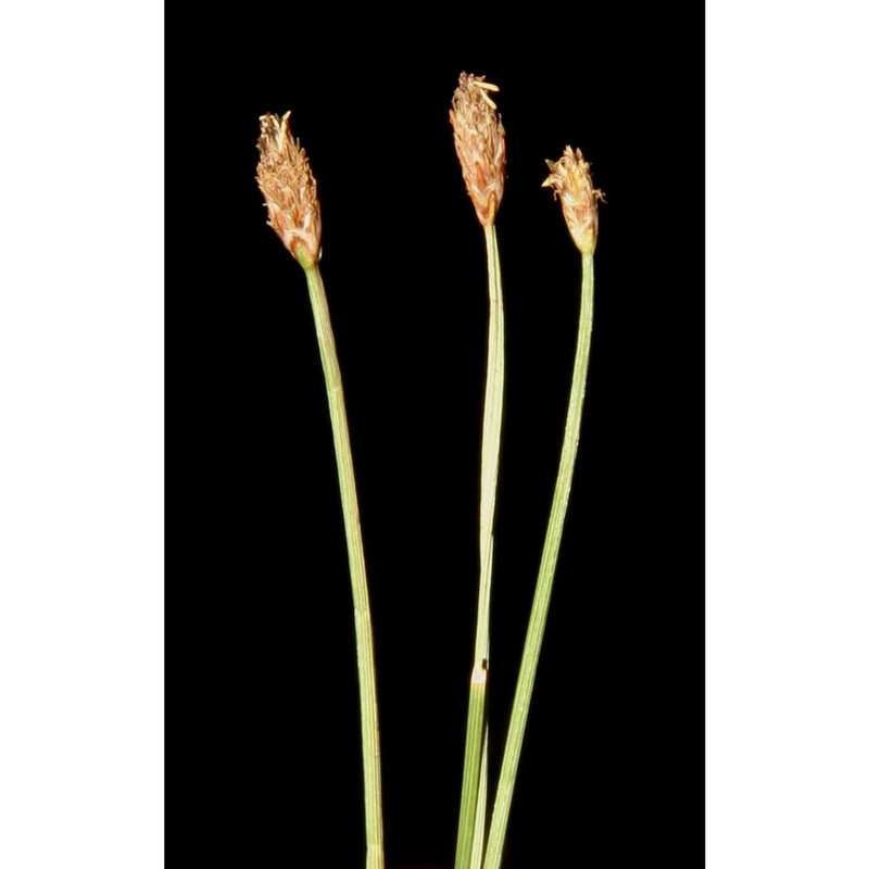 eleocharis carniolica koch