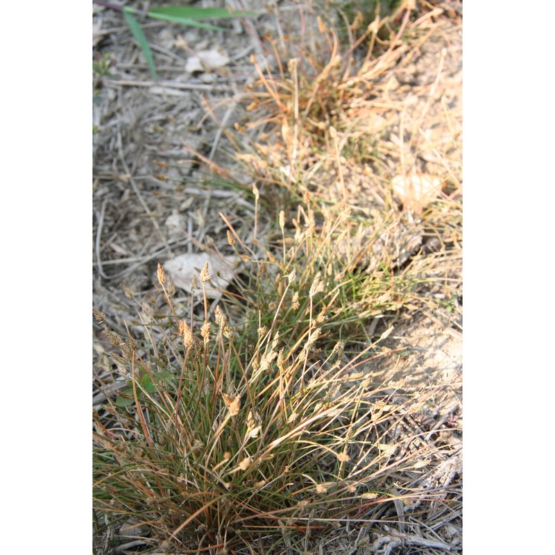 eleocharis flavescens (poir.) urb.