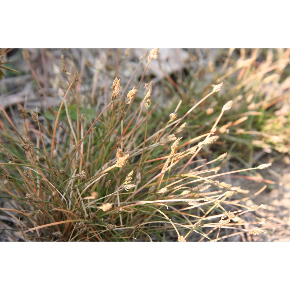 eleocharis flavescens (poir.) urb.