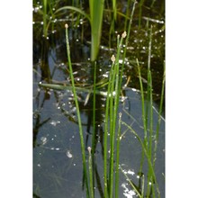 eleocharis mamillata h. lindb. subsp. mamillata