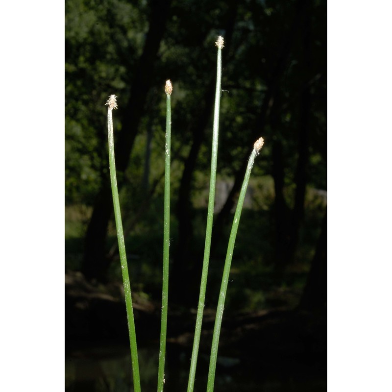 eleocharis mamillata h. lindb. subsp. mamillata