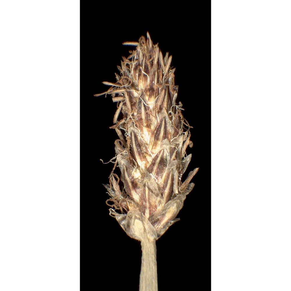 eleocharis mamillata h. lindb. subsp. mamillata