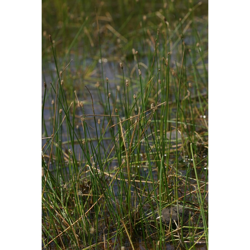 eleocharis nebrodensis parl.