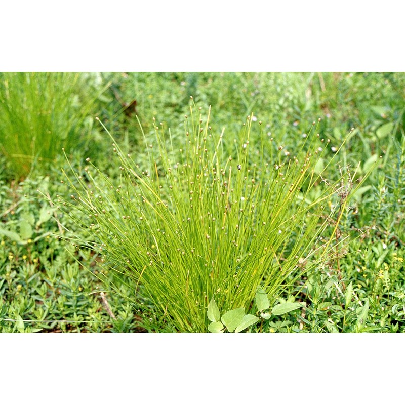 eleocharis obtusa (willd.) schult.