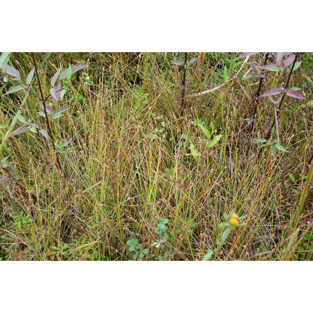 eleocharis obtusa (willd.) schult.
