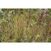 eleocharis obtusa (willd.) schult.