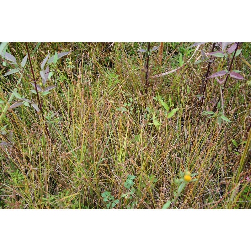 eleocharis obtusa (willd.) schult.