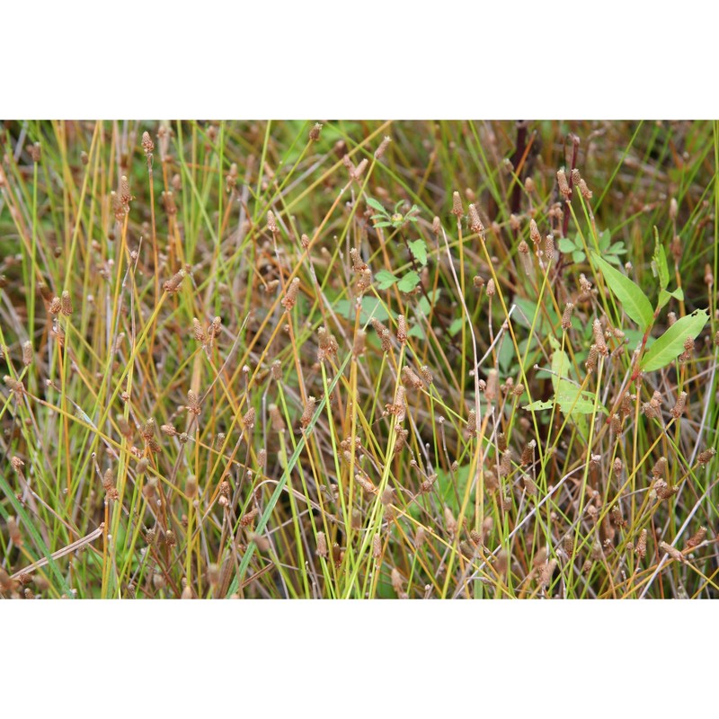 eleocharis obtusa (willd.) schult.