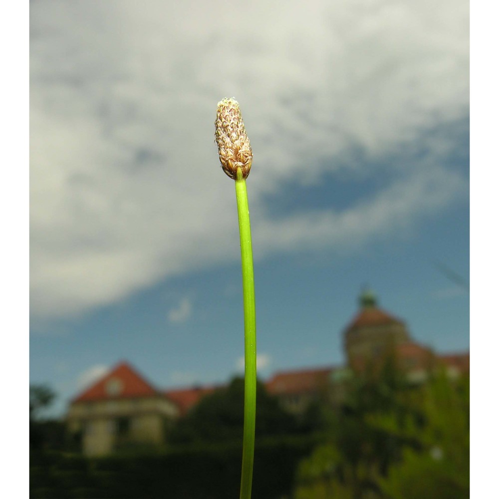 eleocharis ovata (roth) roem. et schult.