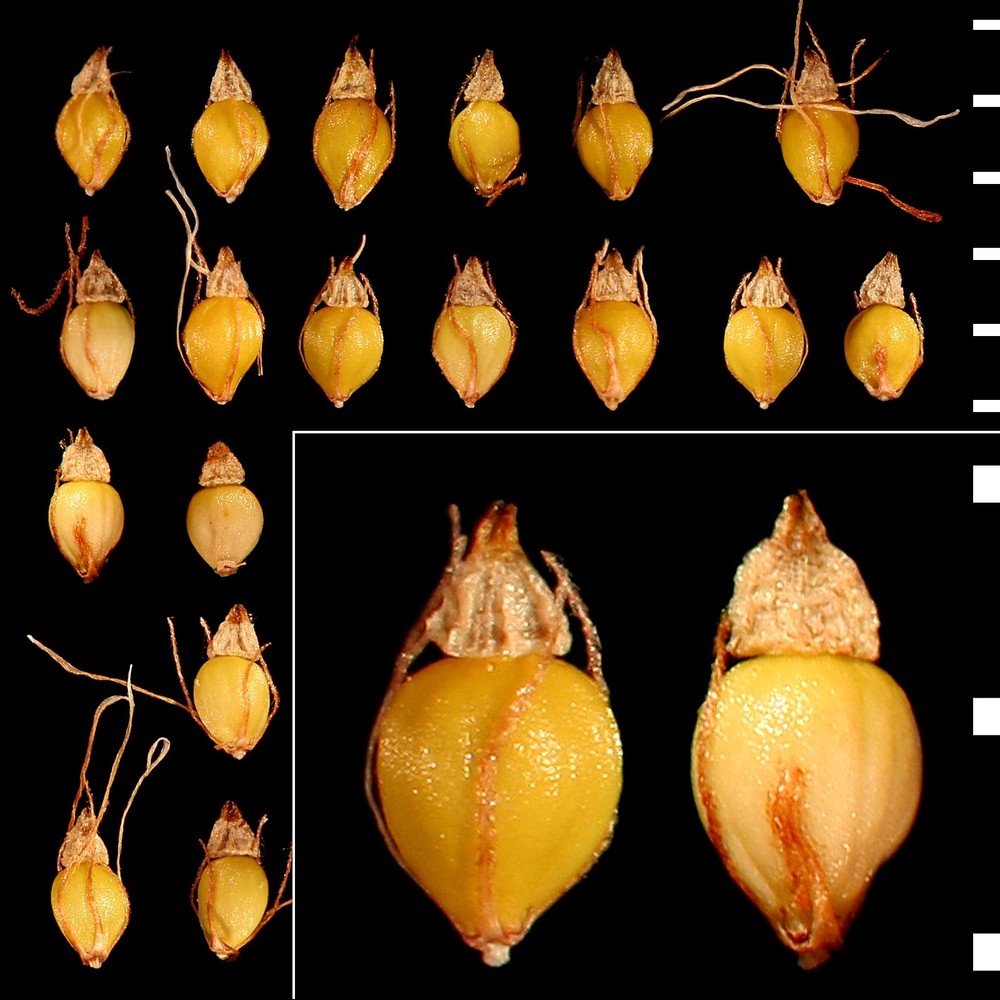 eleocharis palustris (l.) roem. et schult.