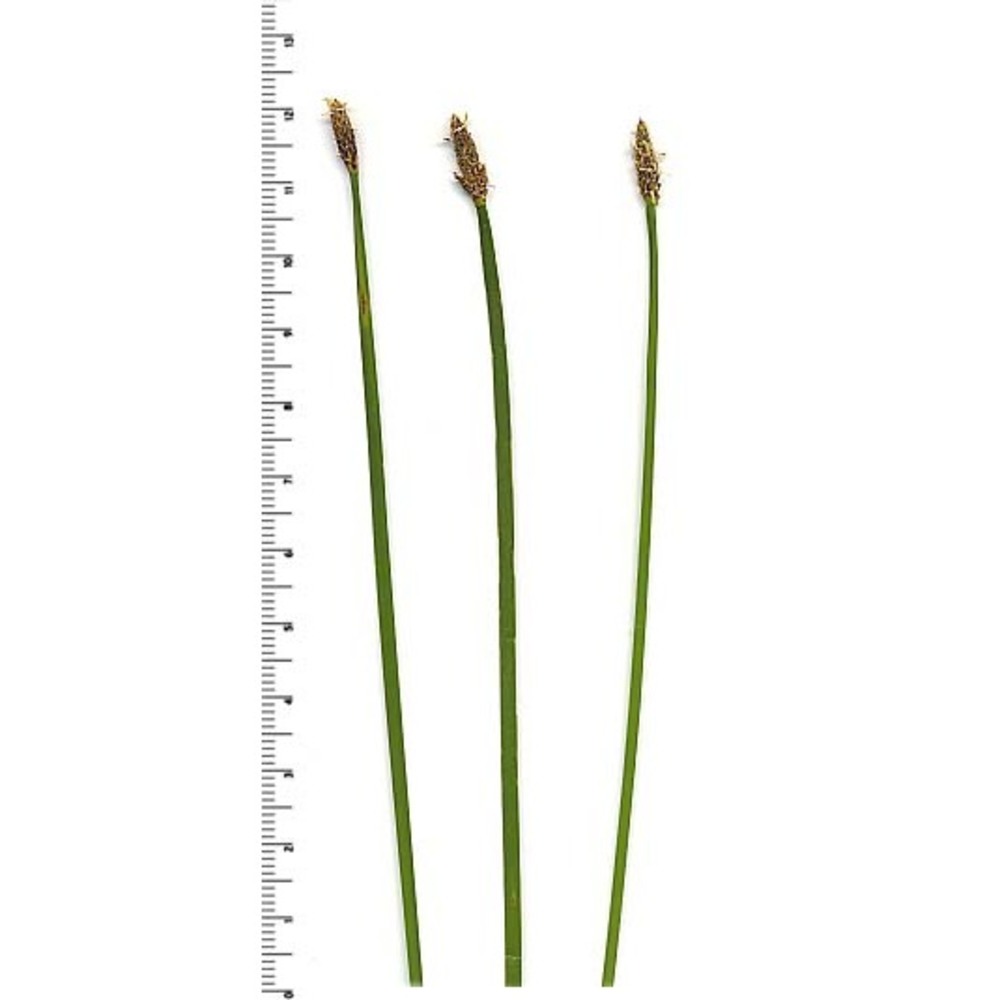 eleocharis palustris (l.) roem. et schult.