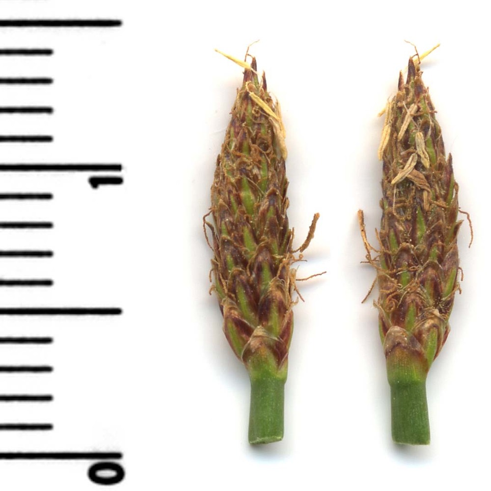 eleocharis palustris (l.) roem. et schult.