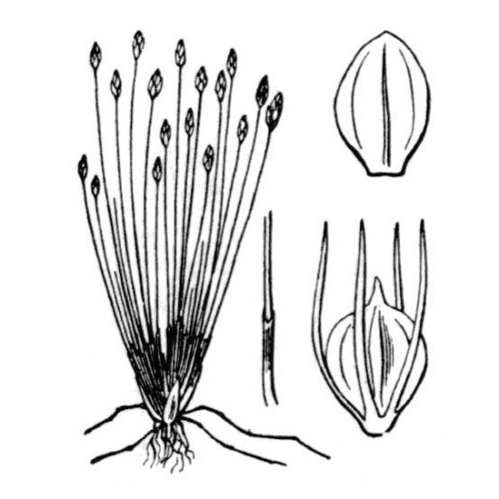 eleocharis parvula (roem. et schult.) link ex bluff, nees et schauer