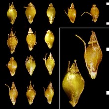 eleocharis pellucida j. presl et c. presl