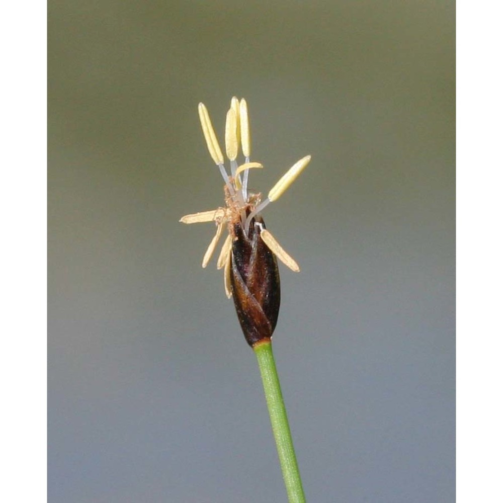 eleocharis quinqueflora (hartmann) o. schwarz