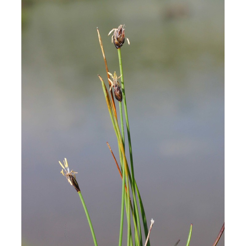 eleocharis quinqueflora (hartmann) o. schwarz