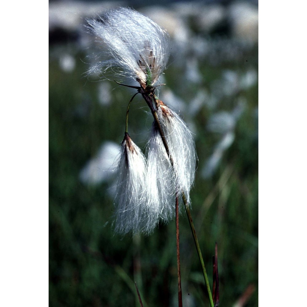 eriophorum angustifolium honck.