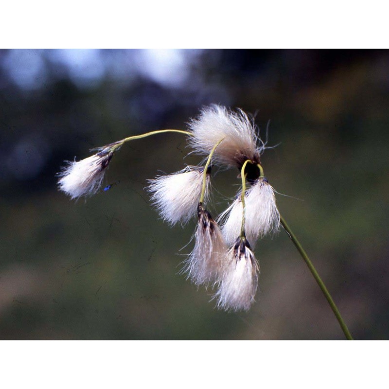 eriophorum angustifolium honck.