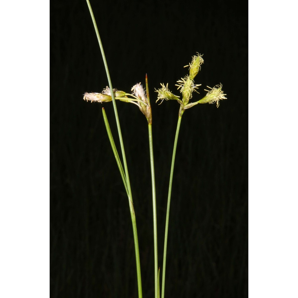 eriophorum gracile w. d. j. koch ex roth