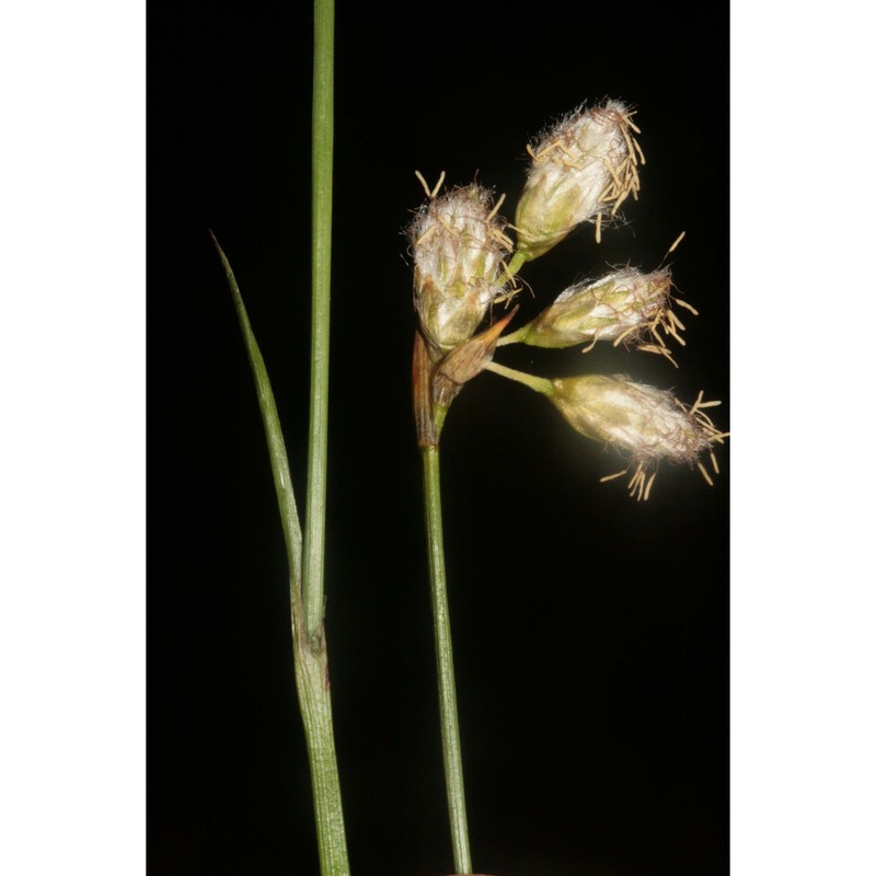 eriophorum gracile w. d. j. koch ex roth