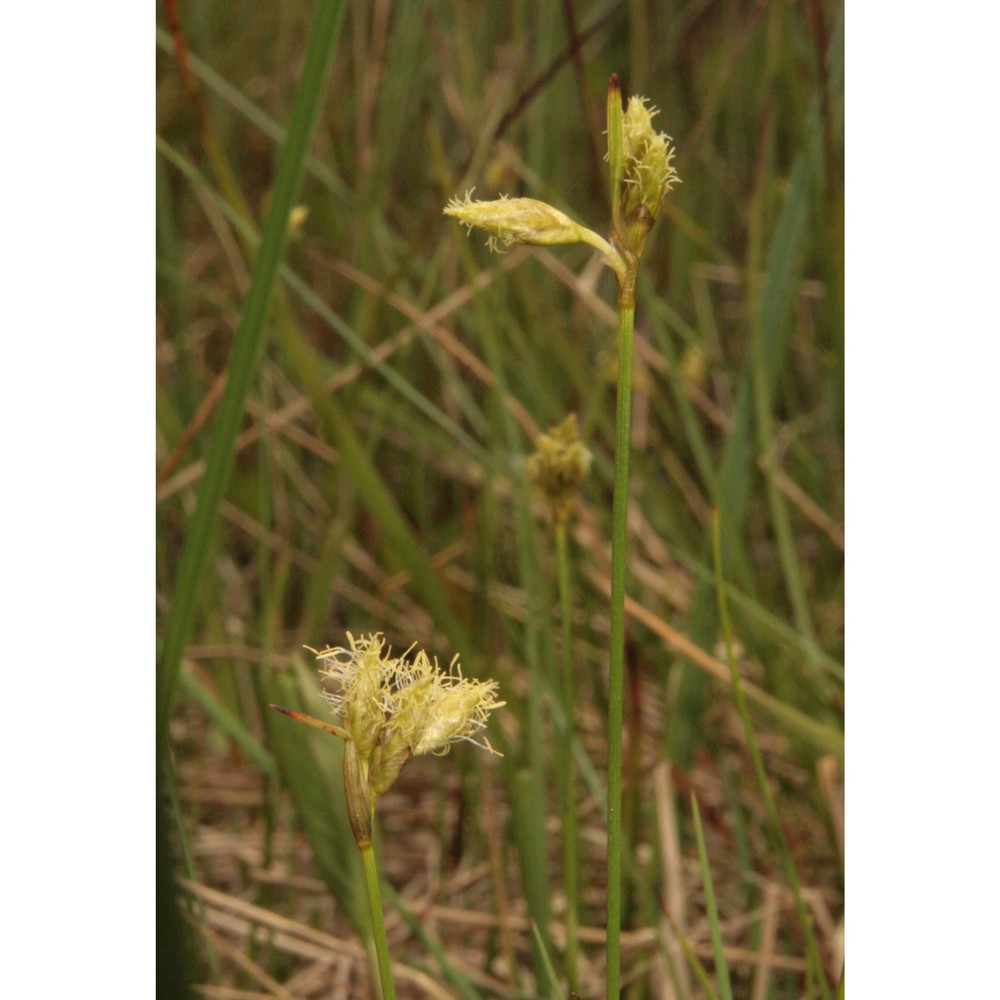 eriophorum gracile w. d. j. koch ex roth