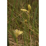 eriophorum gracile w. d. j. koch ex roth